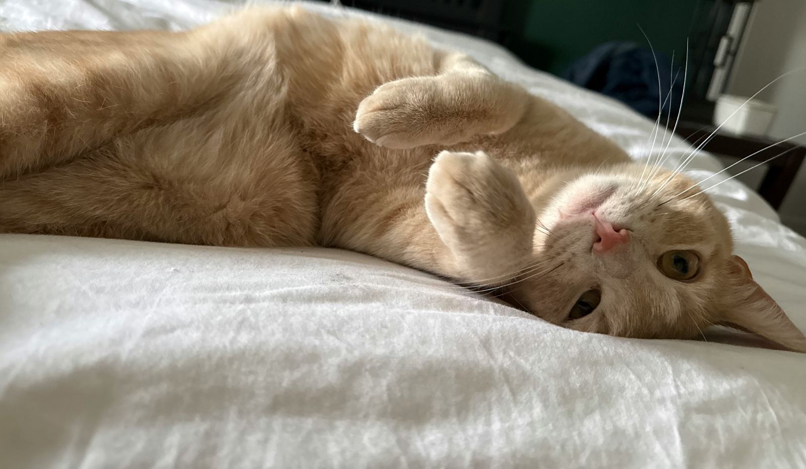 Archie on his back on the bed, paws up, looking at you