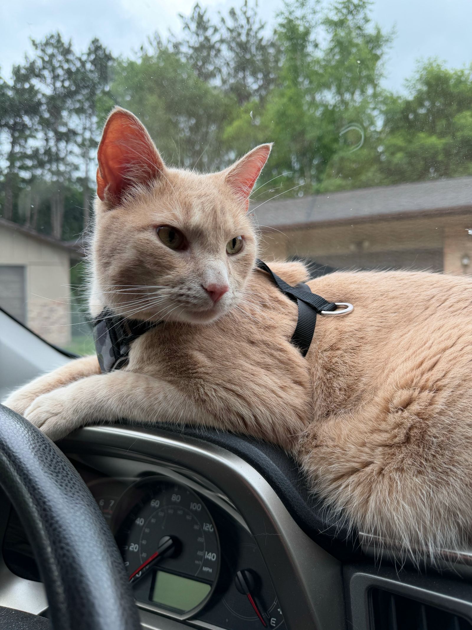 Archie in a harness lounging on the car dashboard